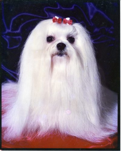 AMCH Su-Le Screech Owl①