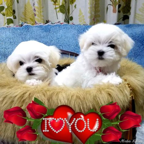 FB_IMG_1582765343639 - コピー